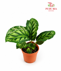 Calathea Flamestar P120
