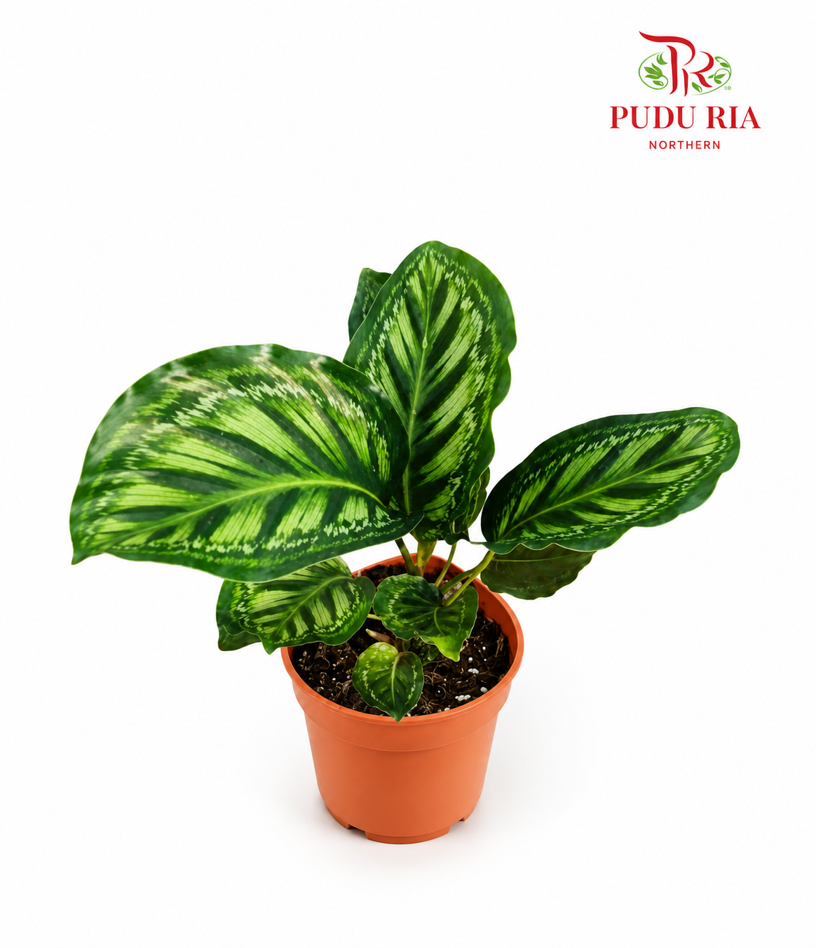 Calathea Flamestar P120 (H08)