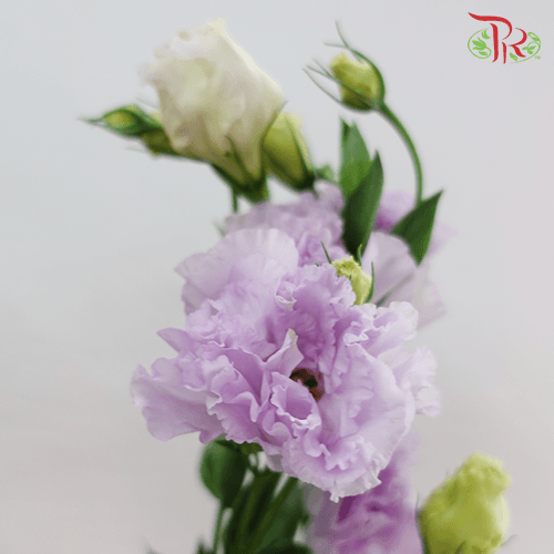 Eustoma - Light Purple Wave (Per Bunch 700-800 Gram) - Pudu Ria Florist
