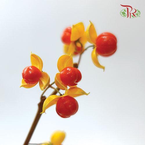 Celastrus Treestrangler - (Per Stem) - Pudu Ria Florist