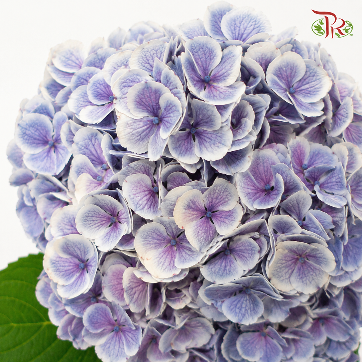 Hydrangea 《绣球花》