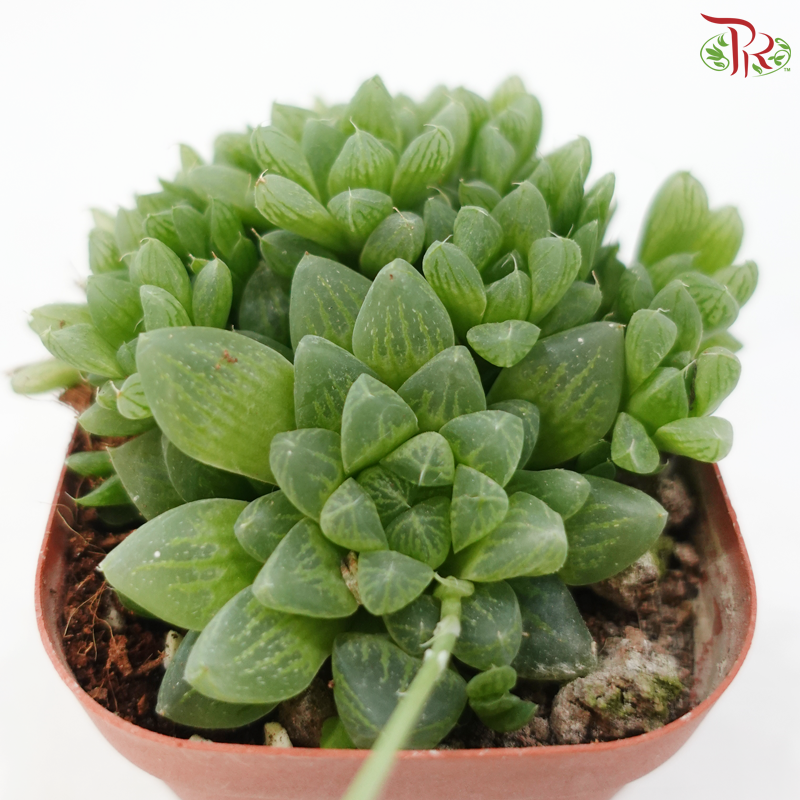 Hawarthia Cooperi Pilifera P80《圆头玉露》