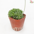Hawarthia Cooperi Pilifera P80《圆头玉露》
