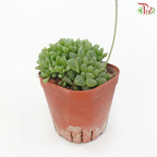 Hawarthia Cooperi Pilifera P80《圆头玉露》