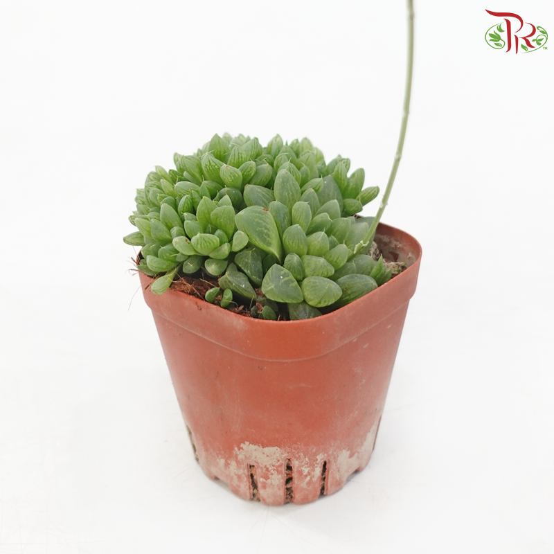 Hawarthia Cooperi Pilifera P80《圆头玉露》