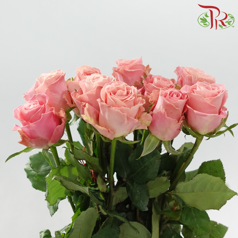 Rose 《玫瑰》