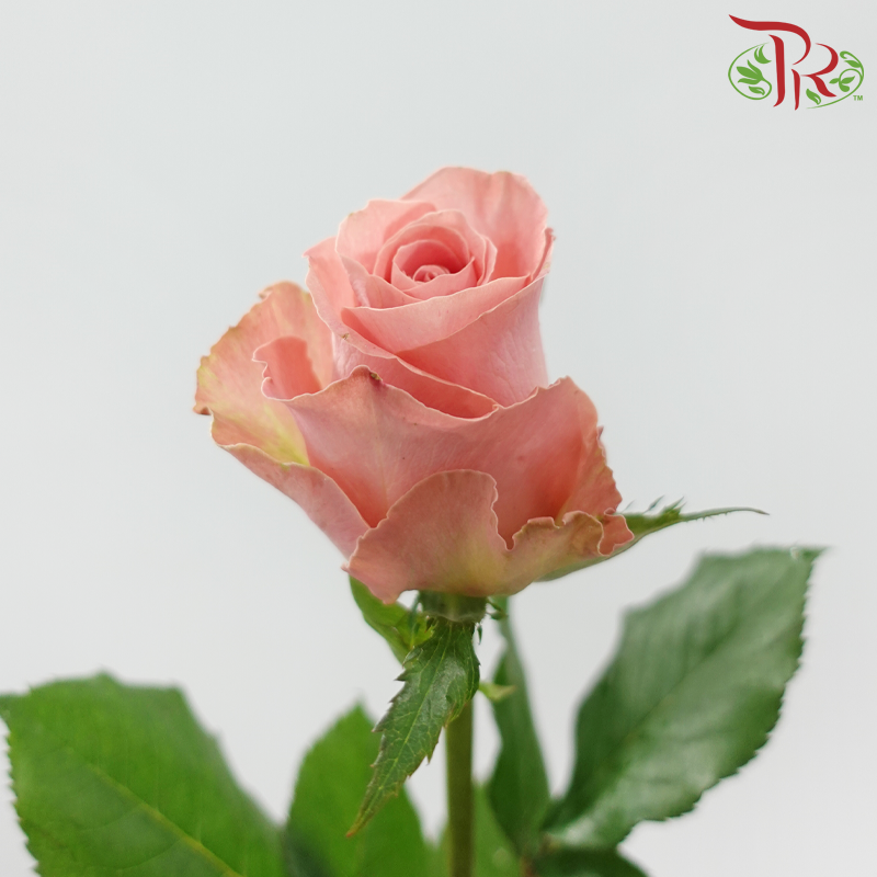 Rose 《玫瑰》