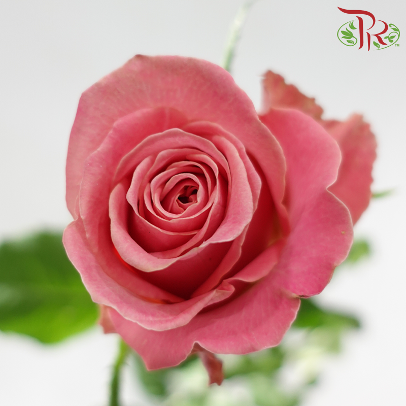 Rose 《玫瑰》
