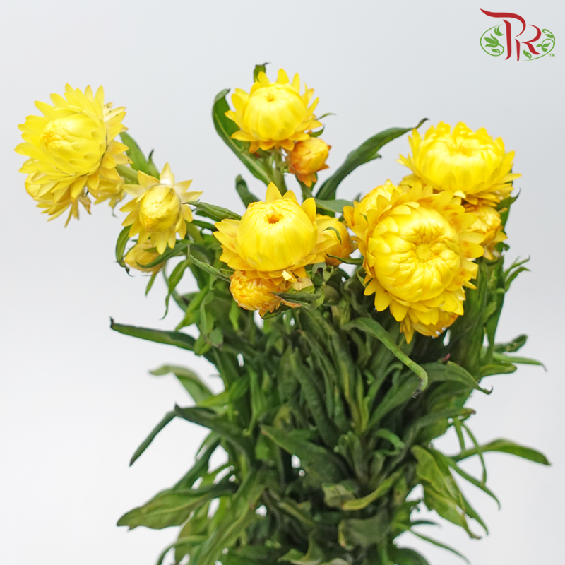 Helichrysum Bracteatum - Yellow (Per Bunch) - Pudu Ria Florist