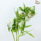 Helleborus 《铁筷子》