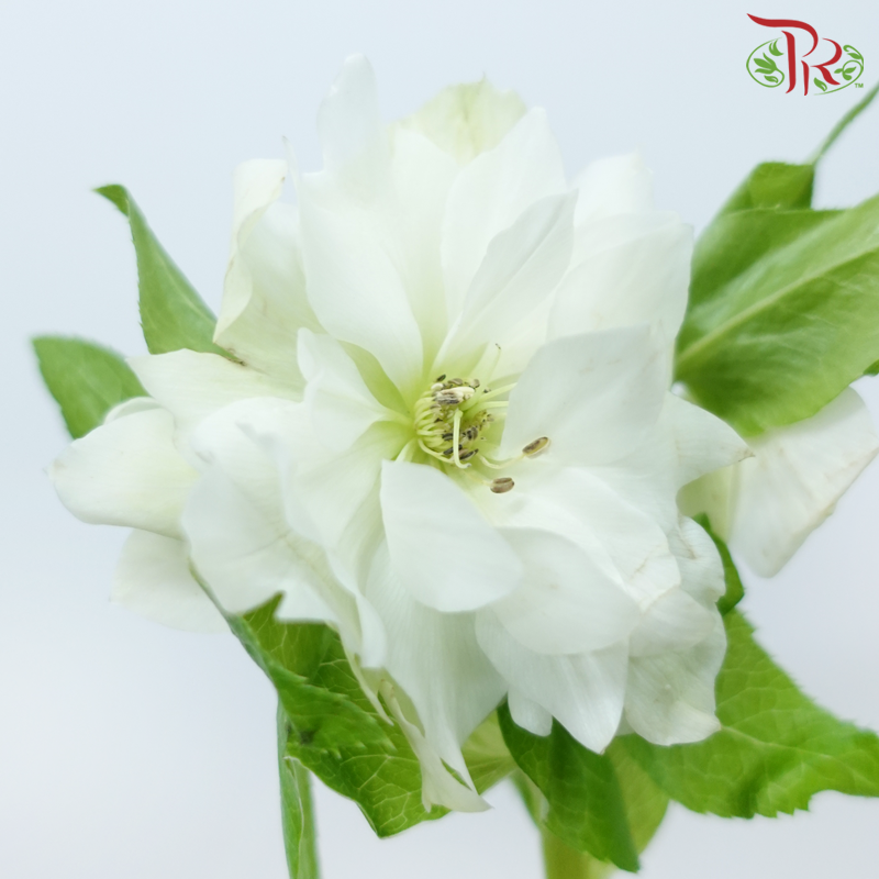 Helleborus 《铁筷子》