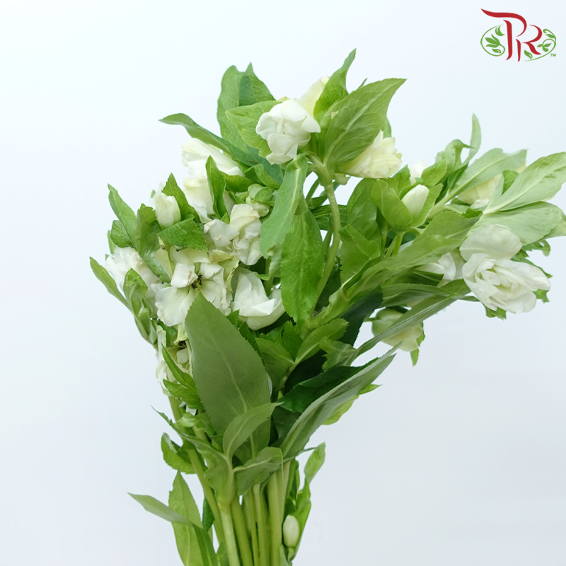 Helleborus 《铁筷子》