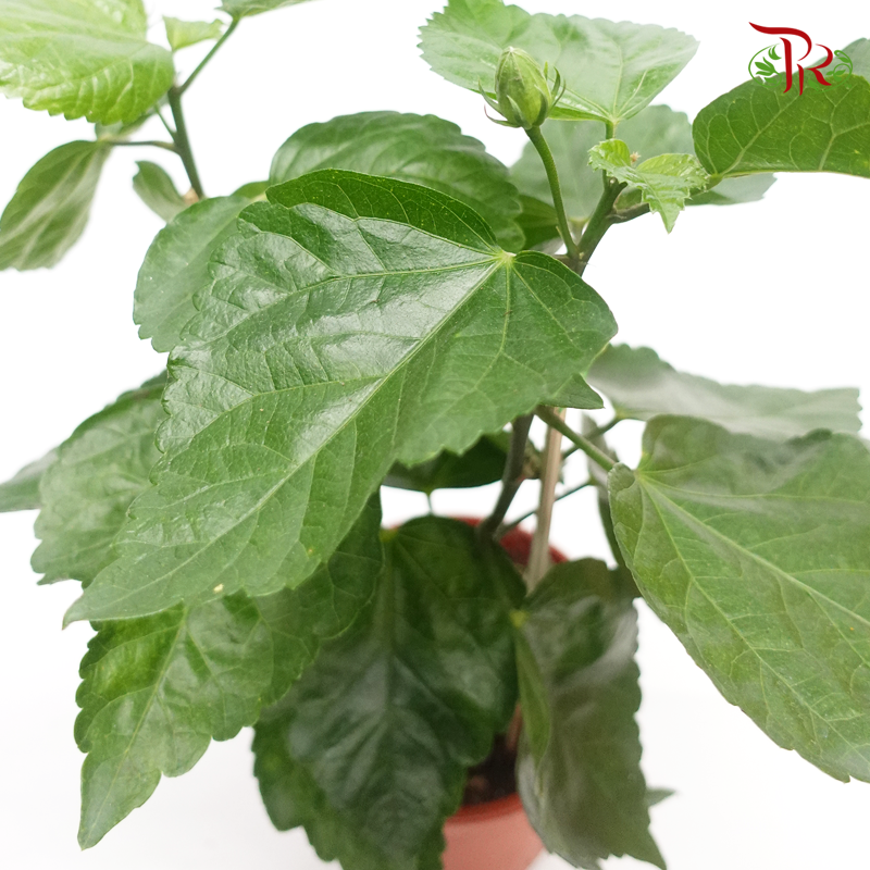 Hibiscus – Randomly selected 《大红花》 - Pudu Ria Florist