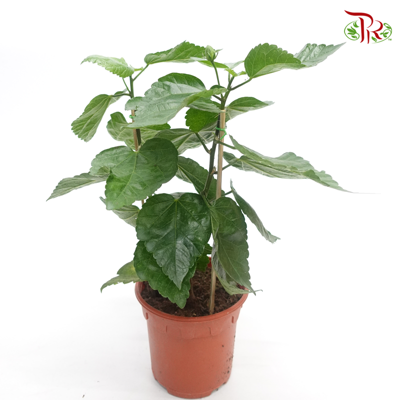 Hibiscus – Randomly selected 《大红花》 - Pudu Ria Florist