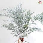 Hinoki