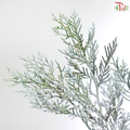 Hinoki