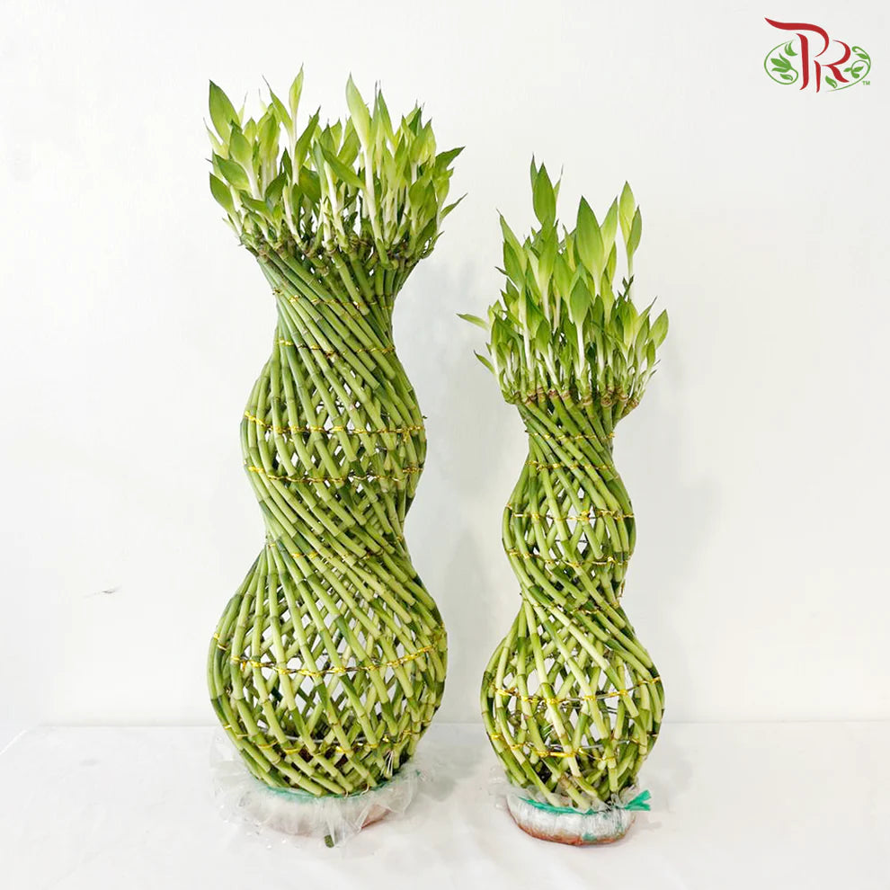 Hulo Bamboo 葫芦竹 - (With Size Option)