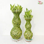 Hulo Bamboo 葫芦竹 - (With Size Option)