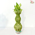 Hulo Bamboo 葫芦竹 - (With Size Option)