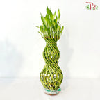 Hulo Bamboo 葫芦竹 - (With Size Option)