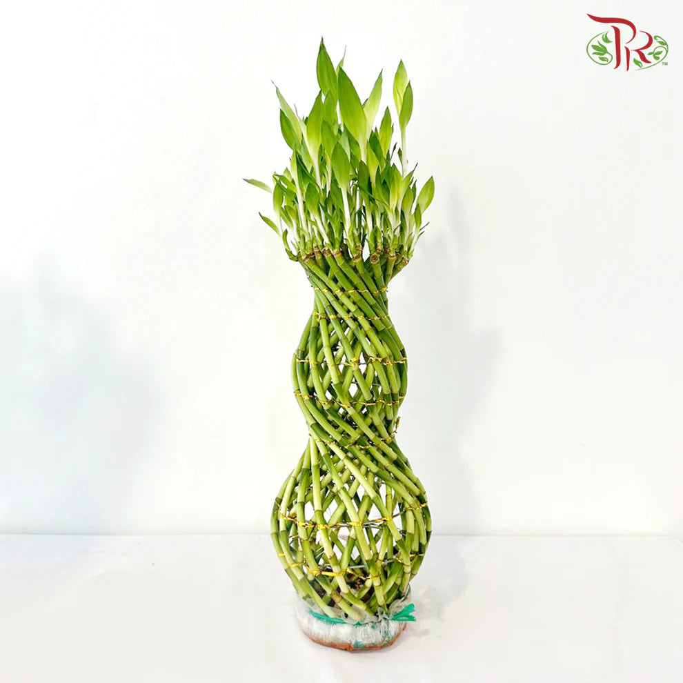Hulo Bamboo 葫芦竹 - (With Size Option)