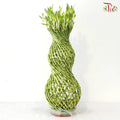 Hulo Bamboo 葫芦竹 - (With Size Option)