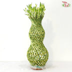 Hulo Bamboo 葫芦竹 - (With Size Option)