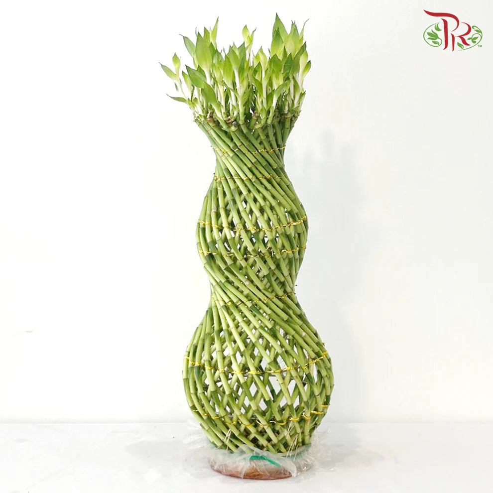 Hulo Bamboo 葫芦竹 - (With Size Option)