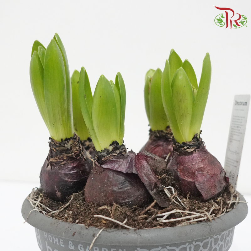 Hyacinthus 6PP《风信子》