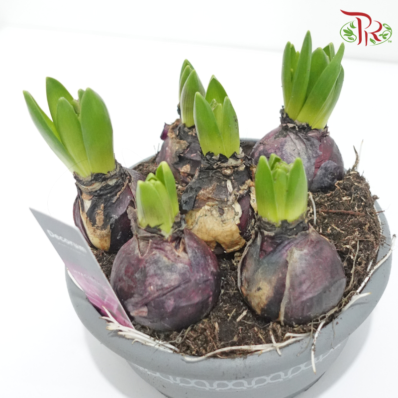 Hyacinthus 6PP《风信子》