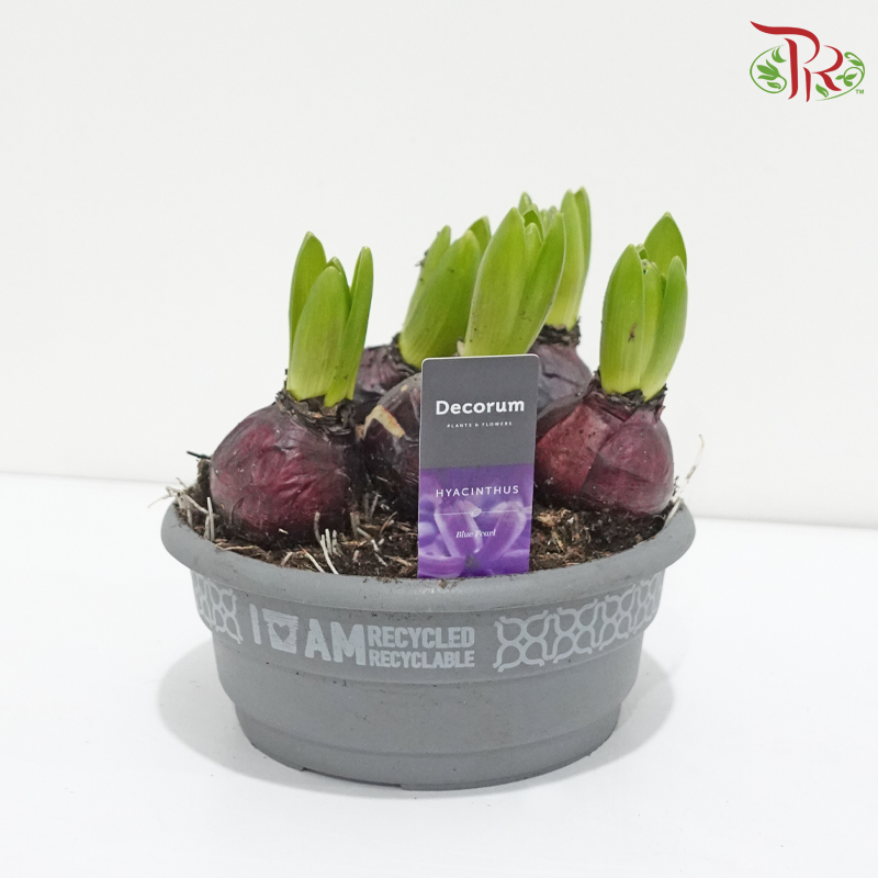 Hyacinthus 6PP《风信子》