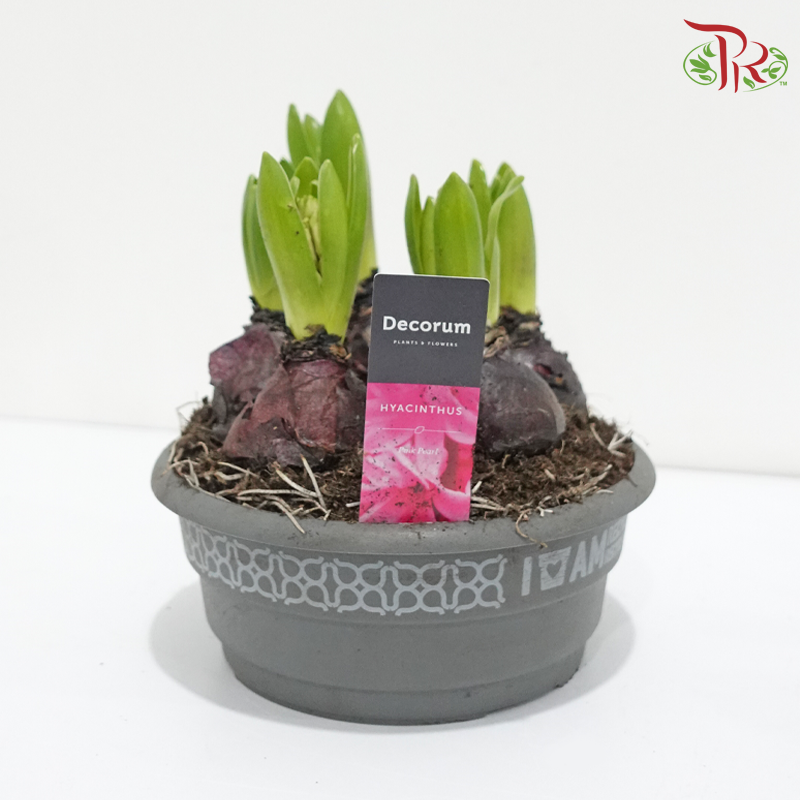 Hyacinthus 6PP《风信子》