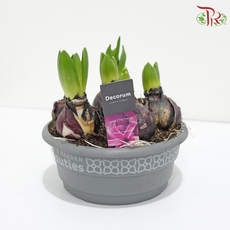 Hyacinthus 6PP《风信子》