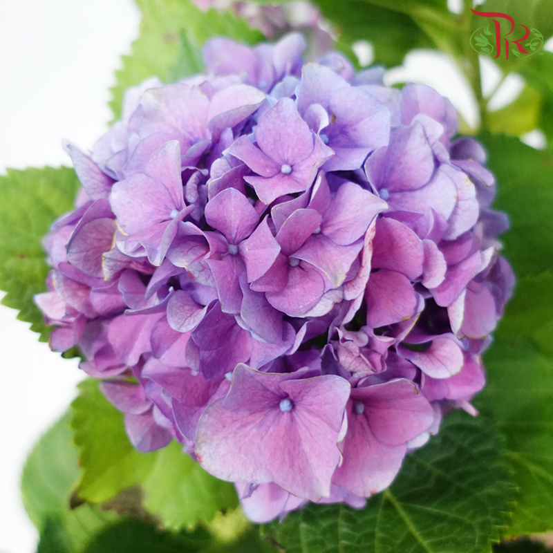 CNY - Hydrangea Potted Plant《绣球花》