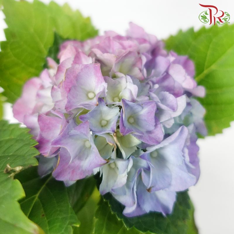 CNY - Hydrangea Potted Plant《绣球花》