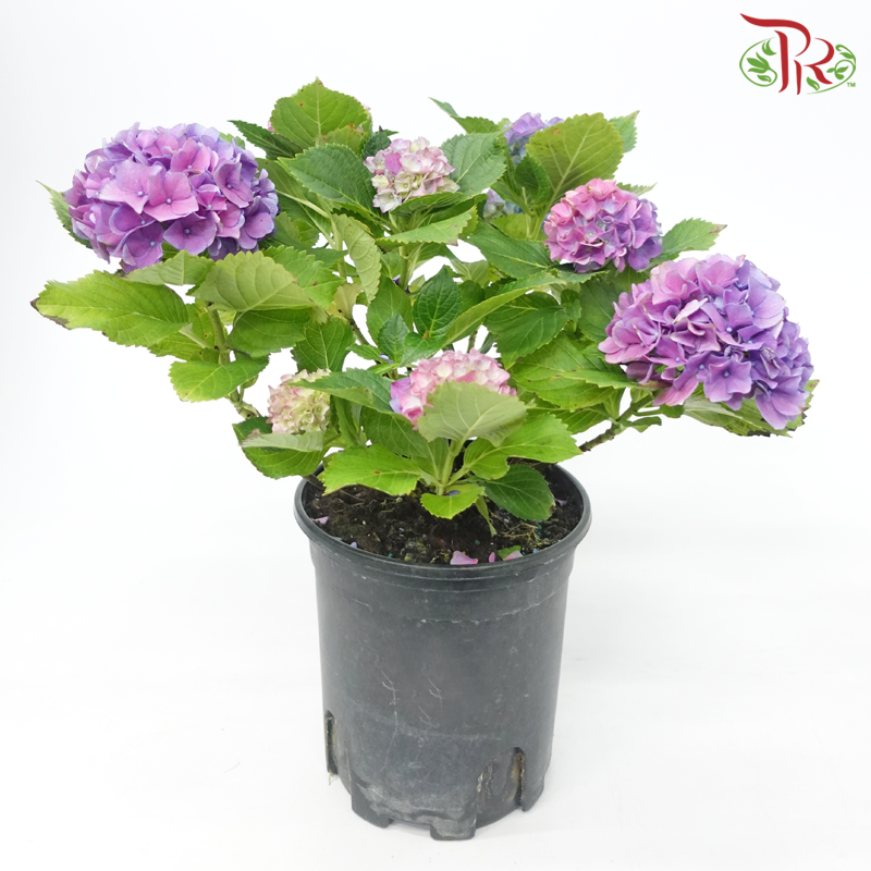 CNY - Hydrangea Potted Plant《绣球花》