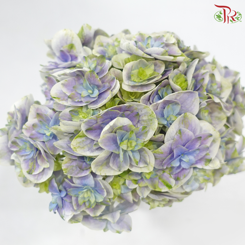 Hydrangea 《绣球花》