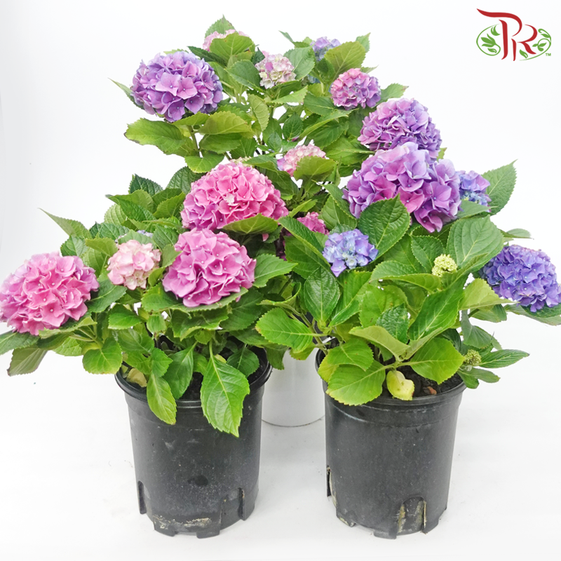 CNY - Hydrangea Potted Plant《绣球花》