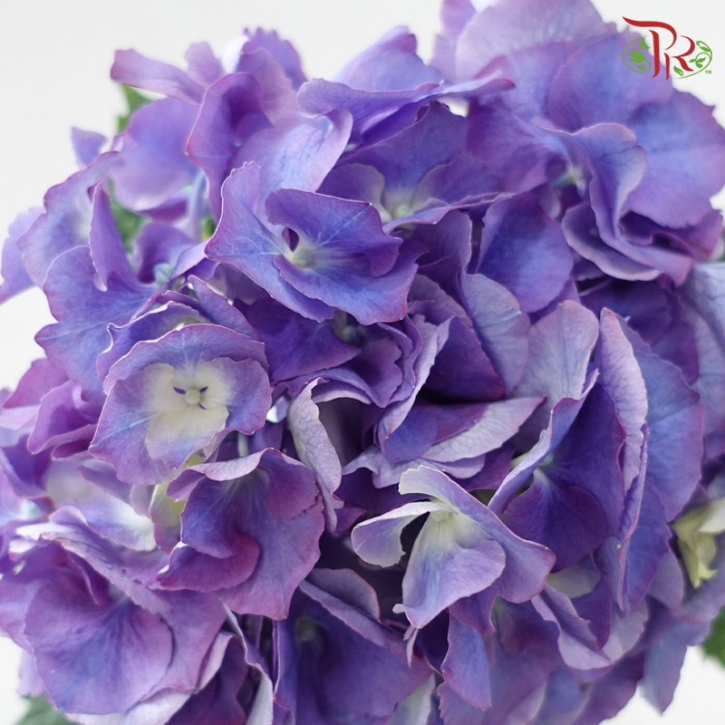Hydrangea《绣球花》