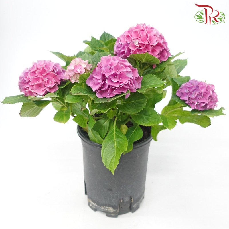 CNY - Hydrangea Potted Plant《绣球花》