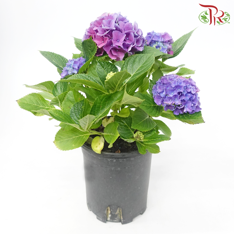 CNY - Hydrangea Potted Plant《绣球花》