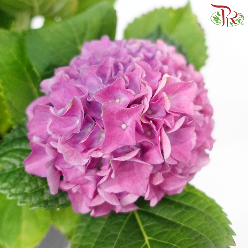 CNY - Hydrangea Potted Plant《绣球花》