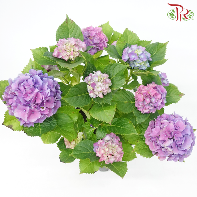 CNY - Hydrangea Potted Plant《绣球花》
