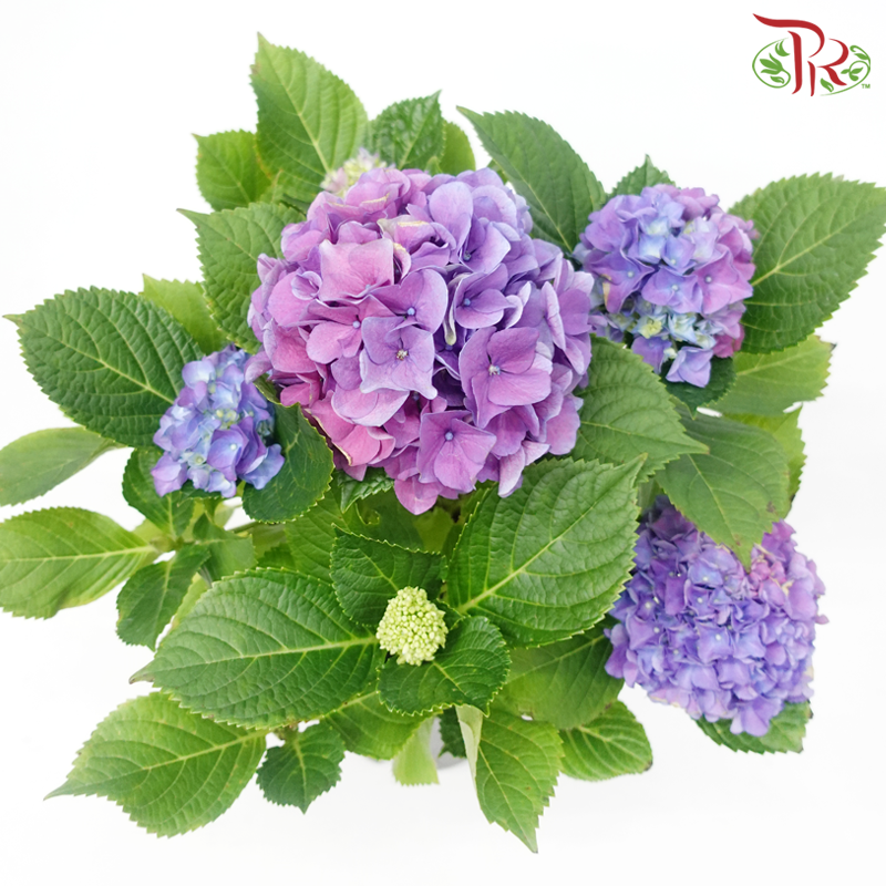CNY - Hydrangea Potted Plant《绣球花》