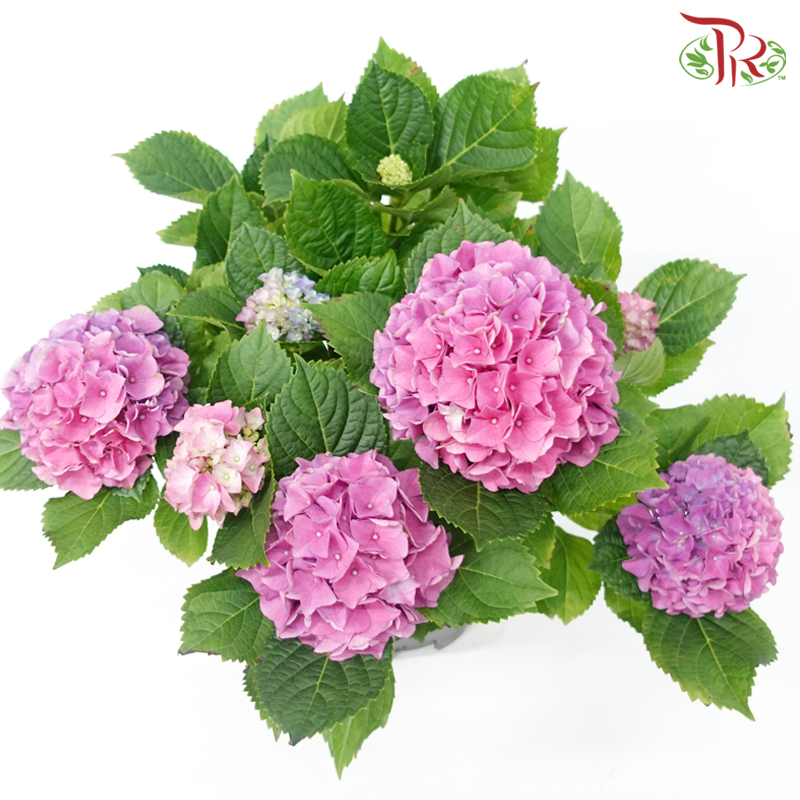 CNY - Hydrangea Potted Plant《绣球花》