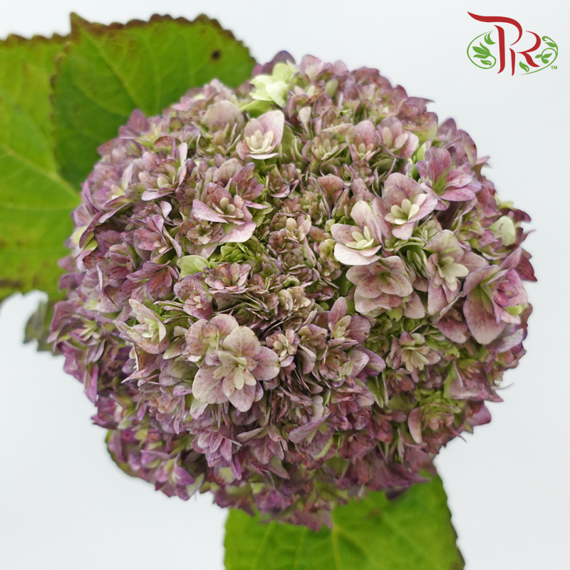 Hydrangea 《绣球花》
