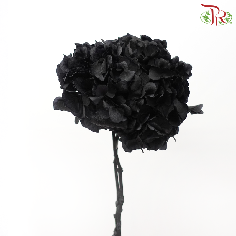 Preserved Hydrangea
