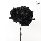 Preserved Hydrangea