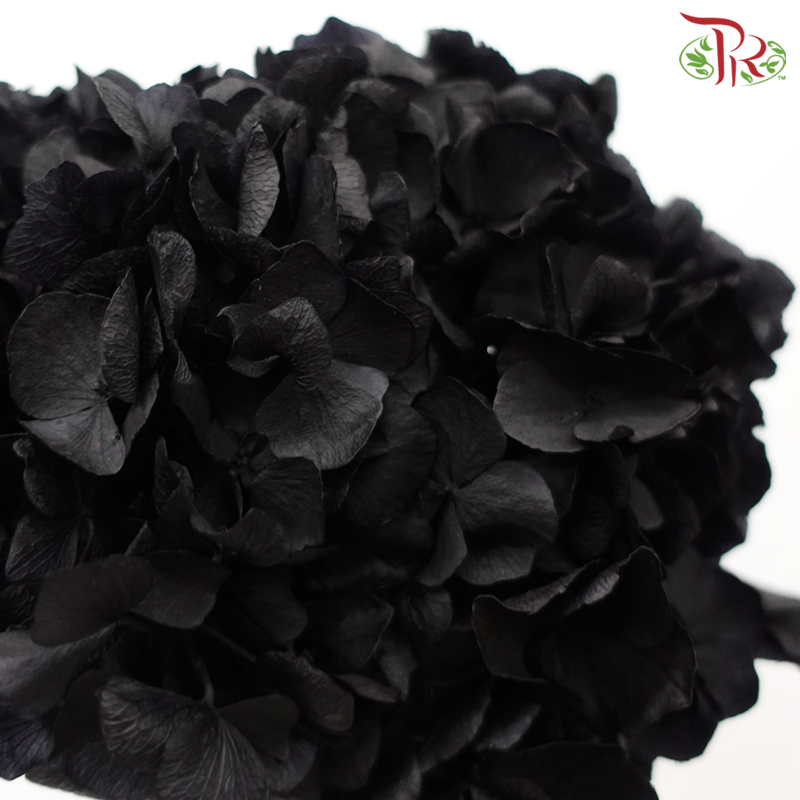 Preserved Hydrangea