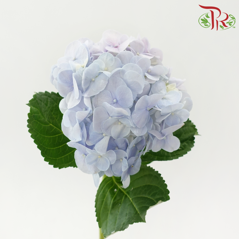 Hydrangea《绣球花》
